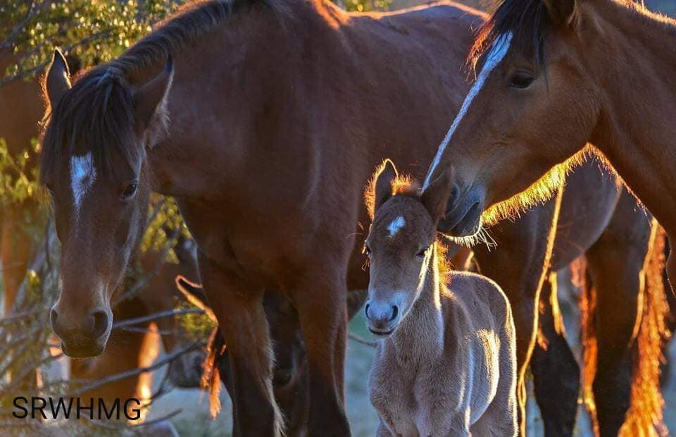 First foal of 2019!