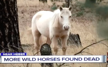 Shootings of wild horses and Wild Horse Management Group.