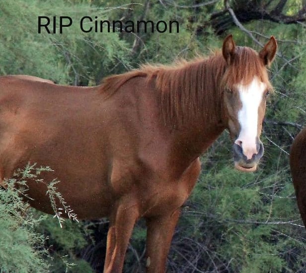 RIP Cinnamon:  It’s Happened Again