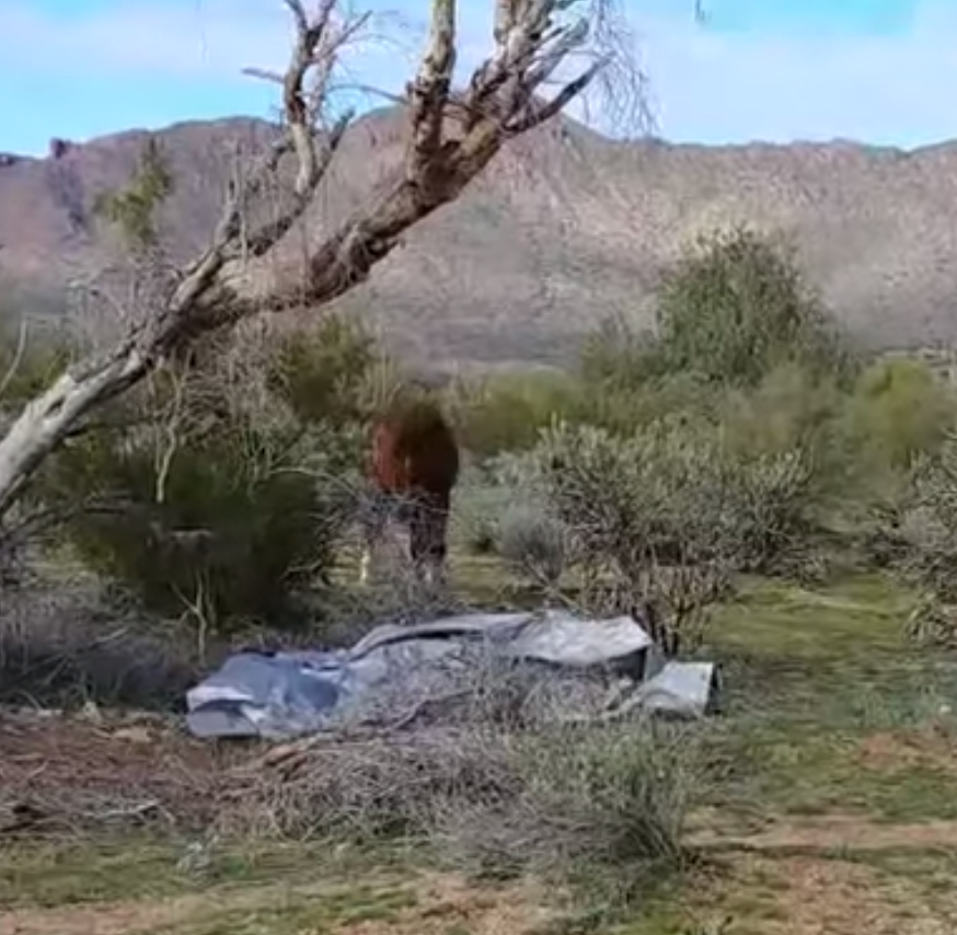 Wild Horses Have Incredible Bonds