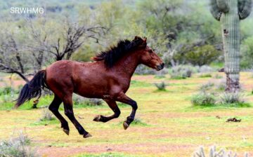 Join the Night Mare Series Races