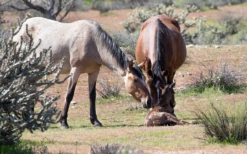 Guidelines for New Foals