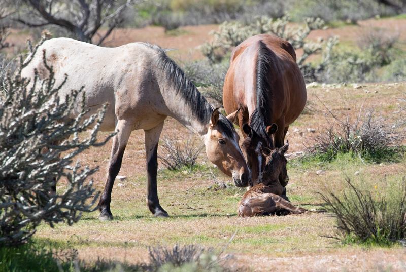 Guidelines for New Foals