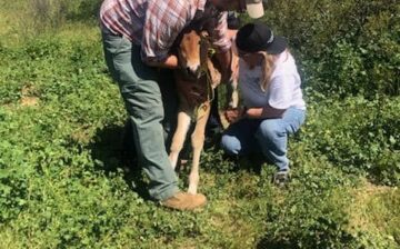 A Week Old Foal Separated From Her Band