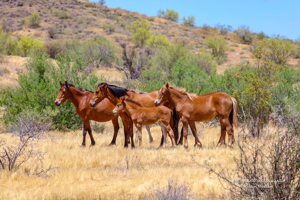 Support Salt River Wild Horse Management Group