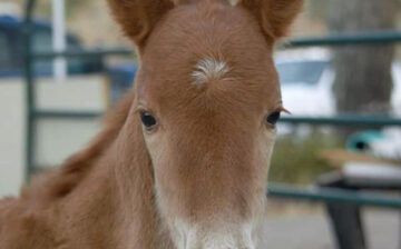 Lost Foal Update