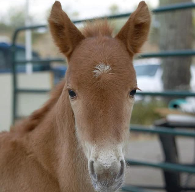 Lost Foal Update