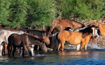 Butcher Jones Horses Are Moving