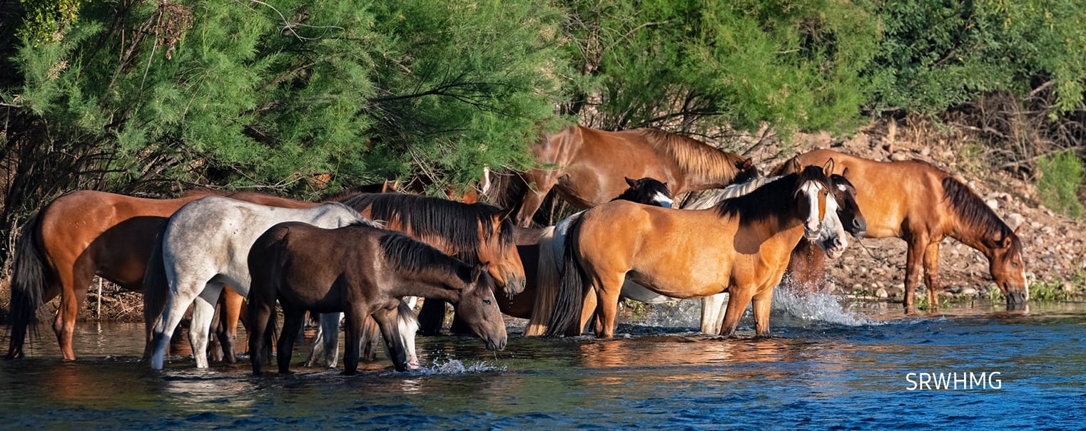 Butcher Jones Horses Are Moving