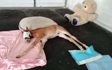 Peanut Is Home