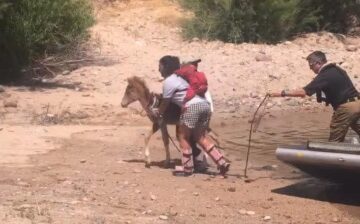 Baby Salt River horse saved after death of her mother