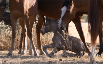 Born Free!