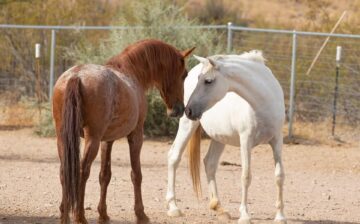 Lady & Red’s Happy ending!