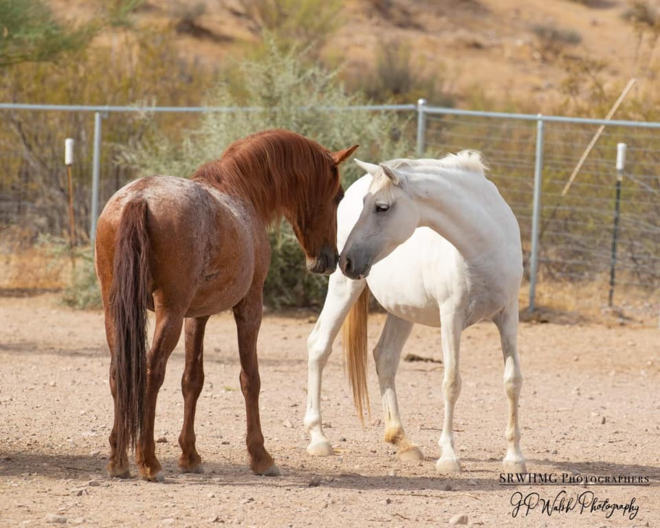 Lady & Red’s Happy ending!
