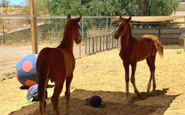 Peanut and Rosy can finally be together!