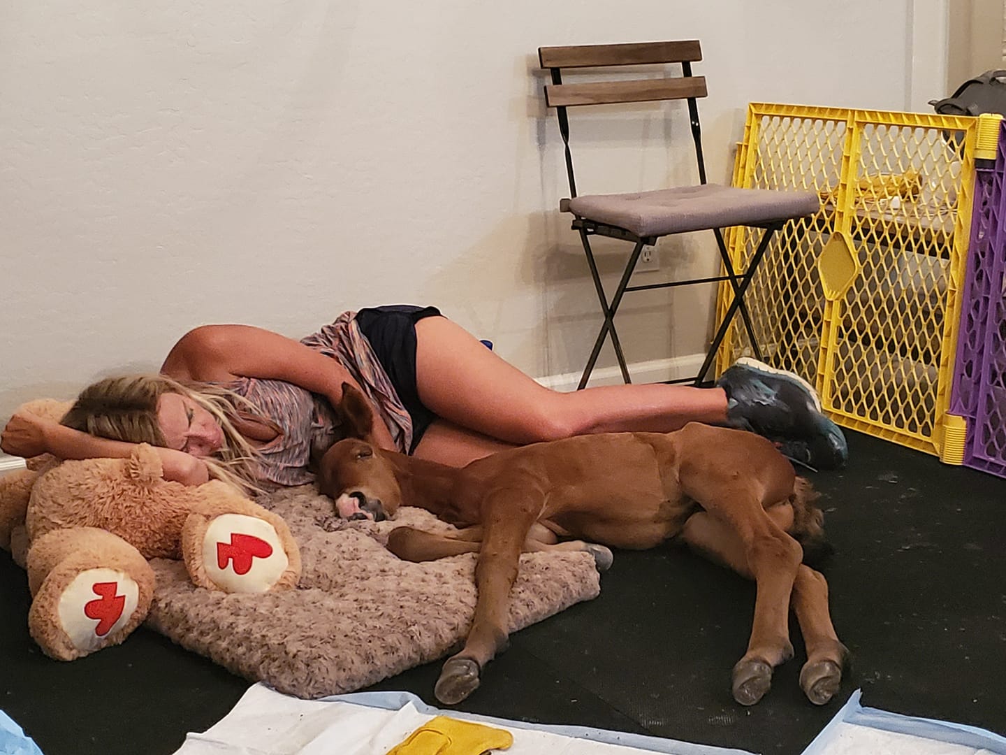 Lost/Abandoned Foal Policy (Update: We have another one!)