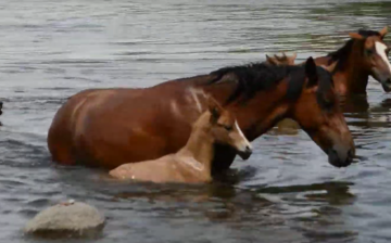 Footage: Wild horse foal crosses Salt River