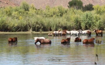 Unprecedented flood of the lower Salt River!