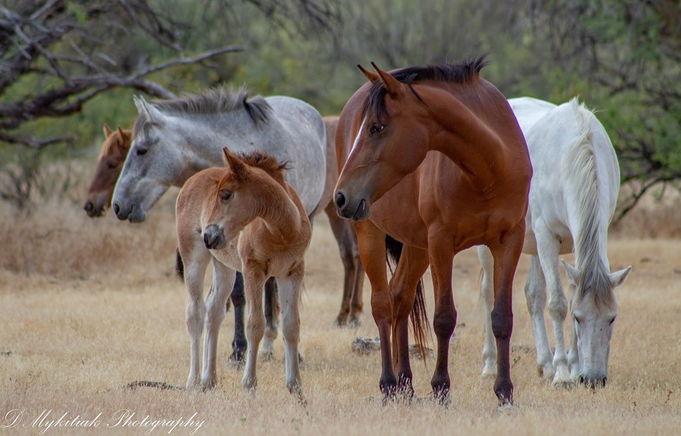WATCH FOR WILD HORSES – SRWHMG Alerts