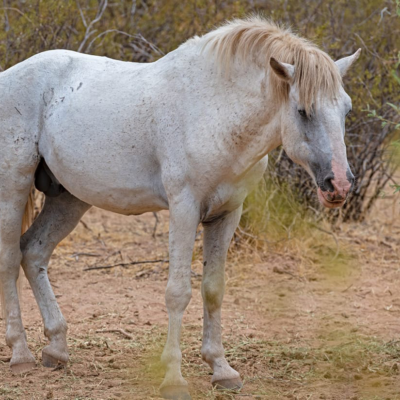 Shadowfax.