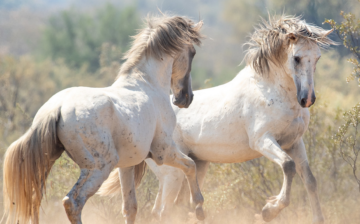 Salt River wild horse prints for sale!