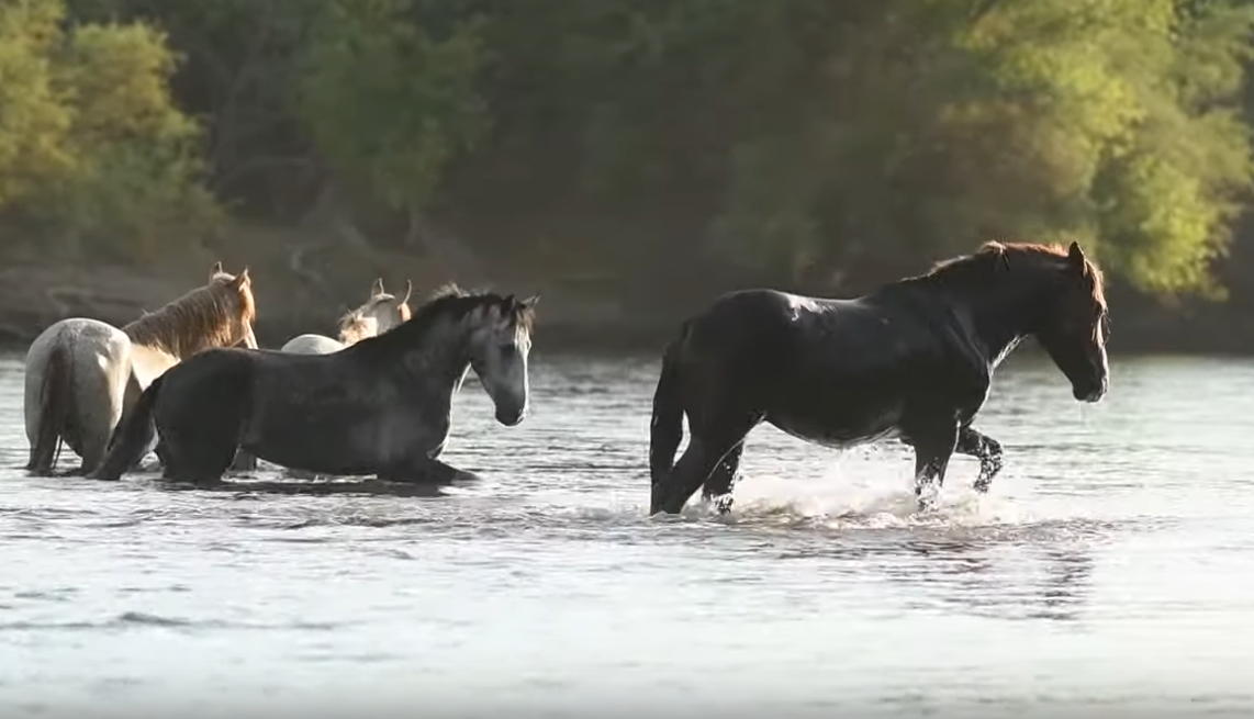 It was a beautiful summer on the lower Salt River.