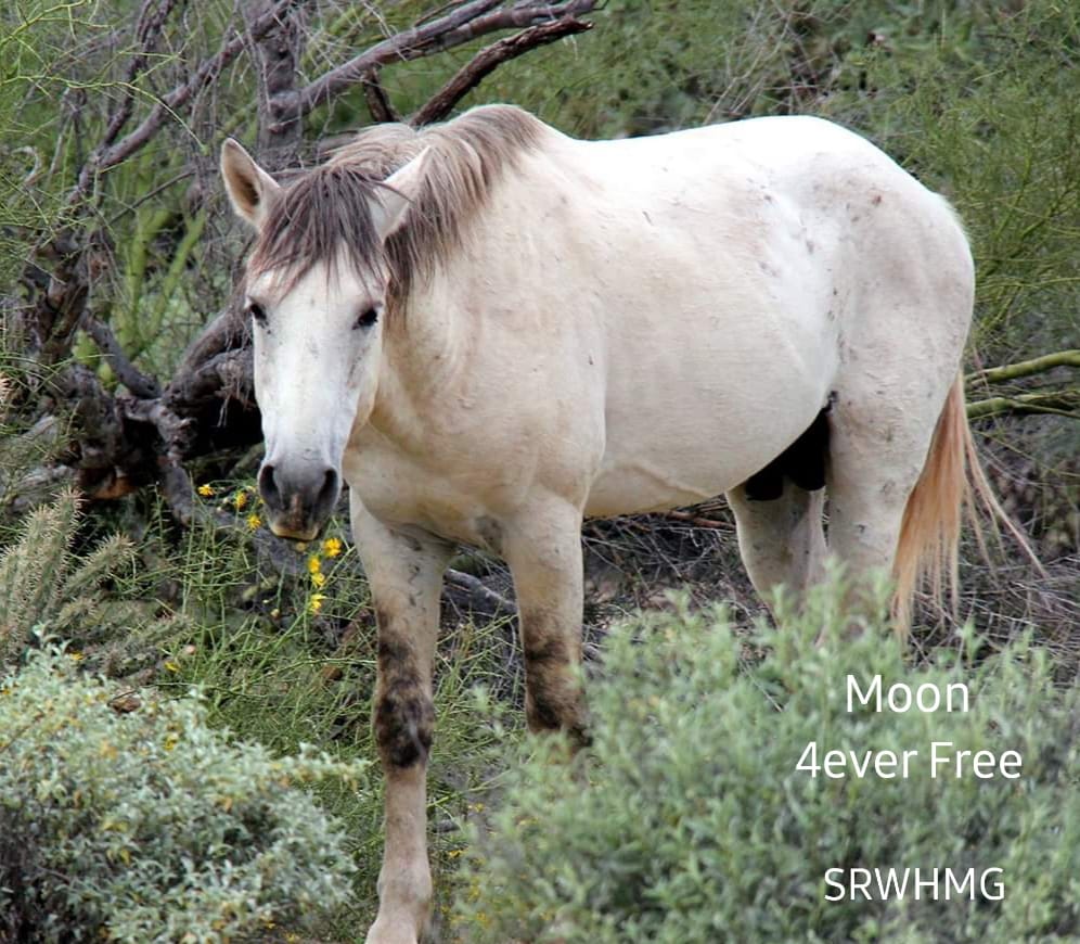 In Memory of Moon