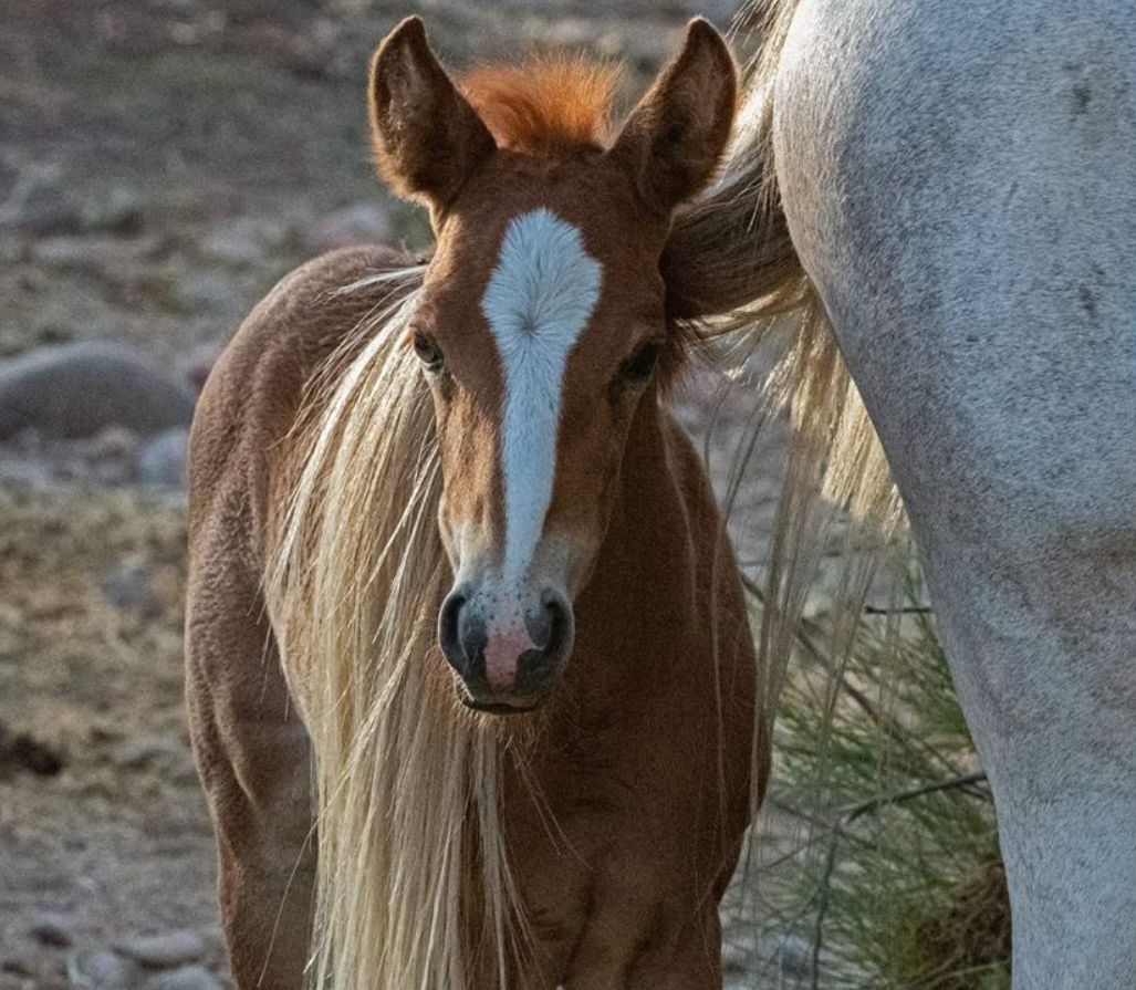 “Protected” – SRWHMG Status Report