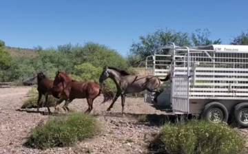 Released Salt River wild horses!