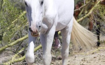 Shadowfax is free!