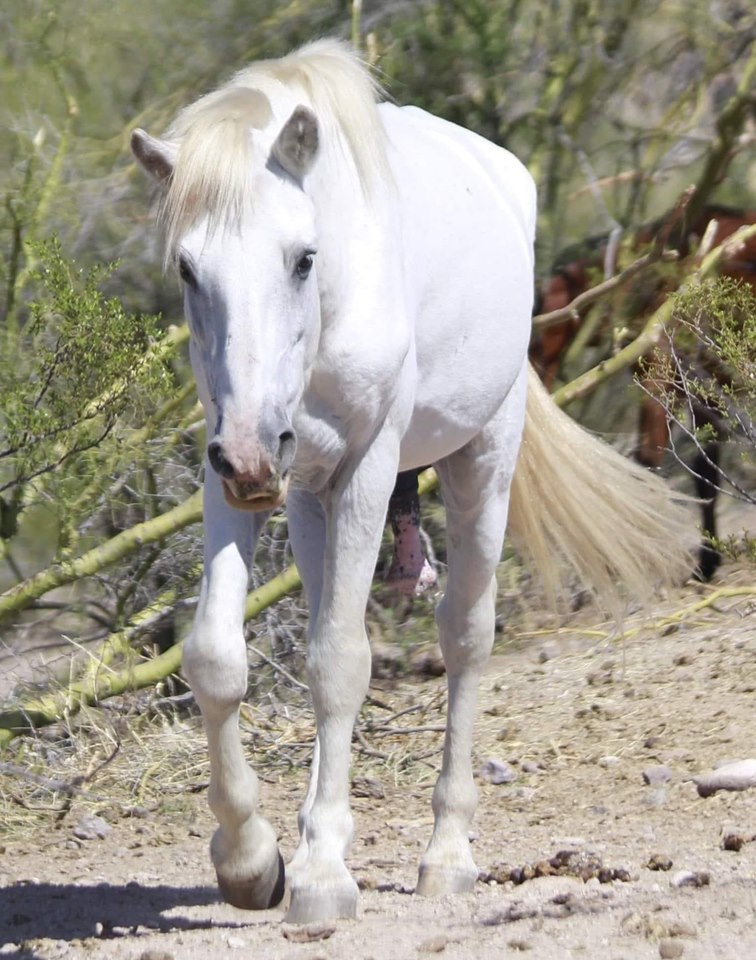 Shadowfax is free!
