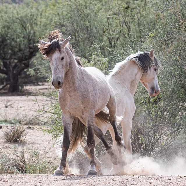 Wild horse behavior: Lancelot