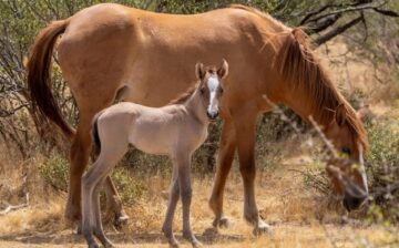 2019 SRWHMG Herd Health Report