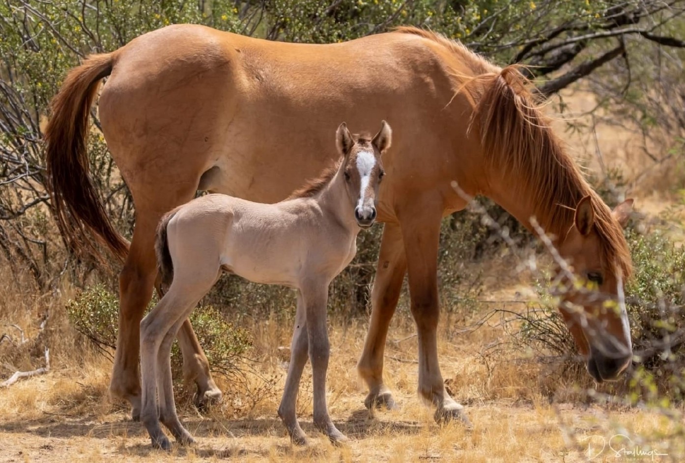 2019 SRWHMG Herd Health Report
