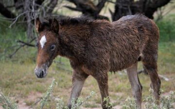 Fun Fact: A wild horse’s winter coat