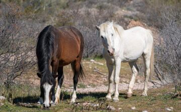 The spread and END of a Strangles outbreak in the Salt River herd