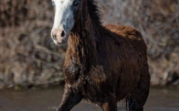 To all who believe in humane wild horse management, we love you