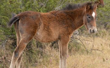 Kindness & how we name our horses