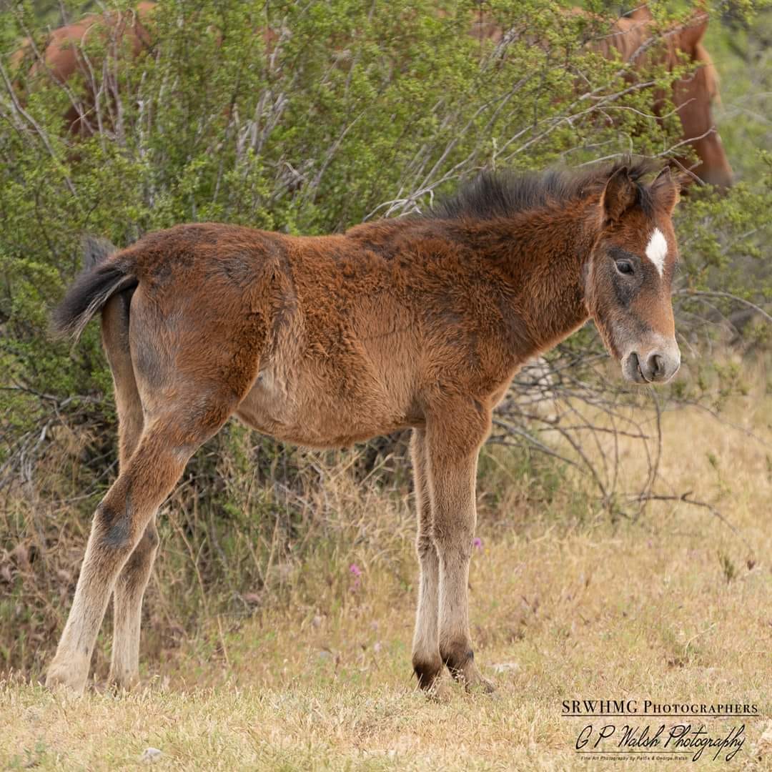 Kindness & how we name our horses