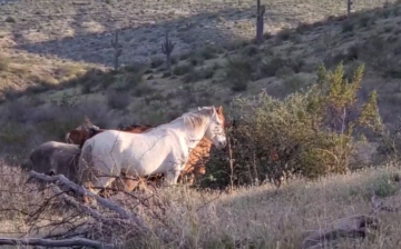 Lots of horses in one spot?