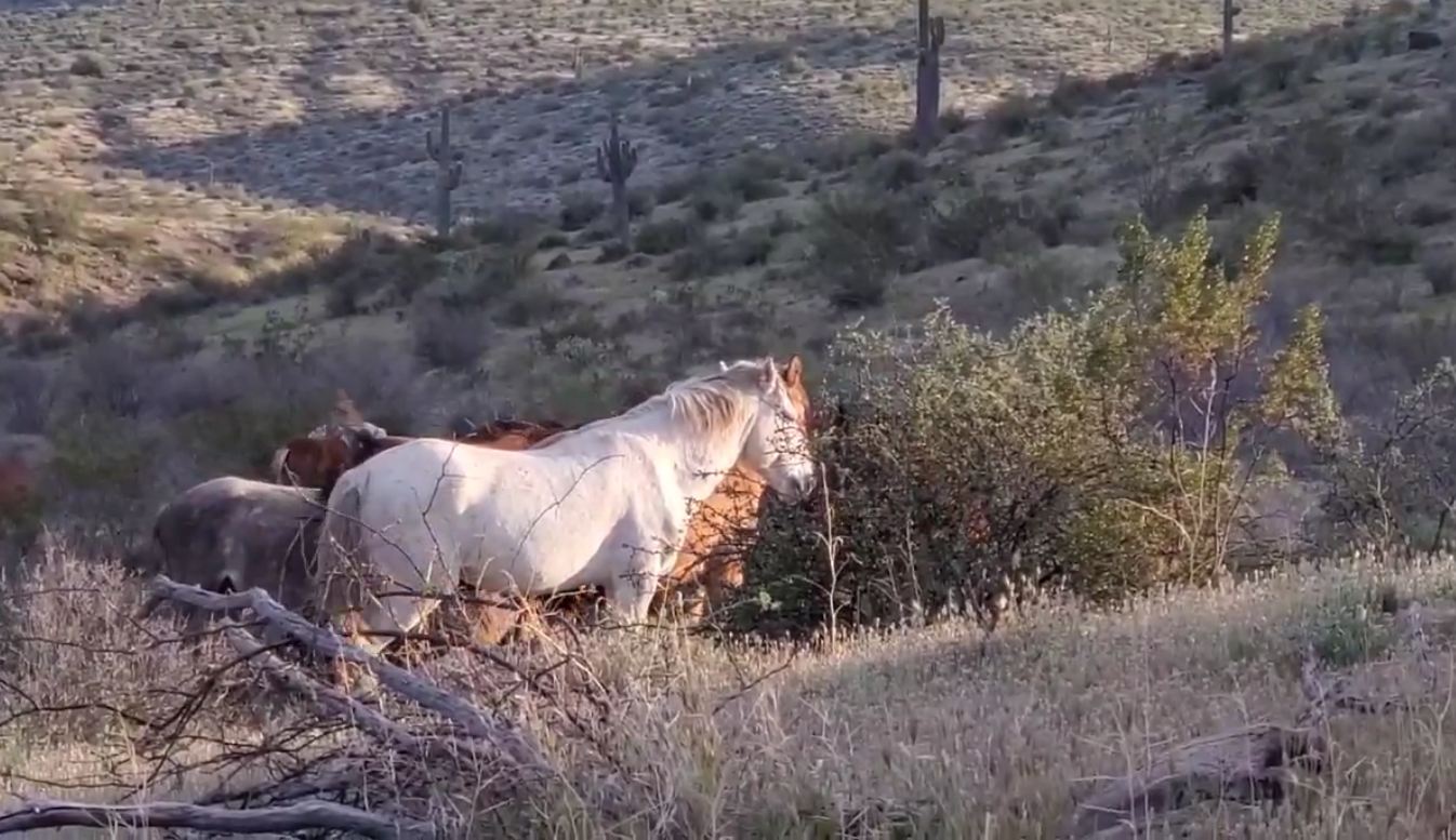 Lots of horses in one spot?