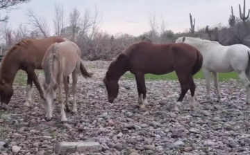 Getting by with a little help from his friends