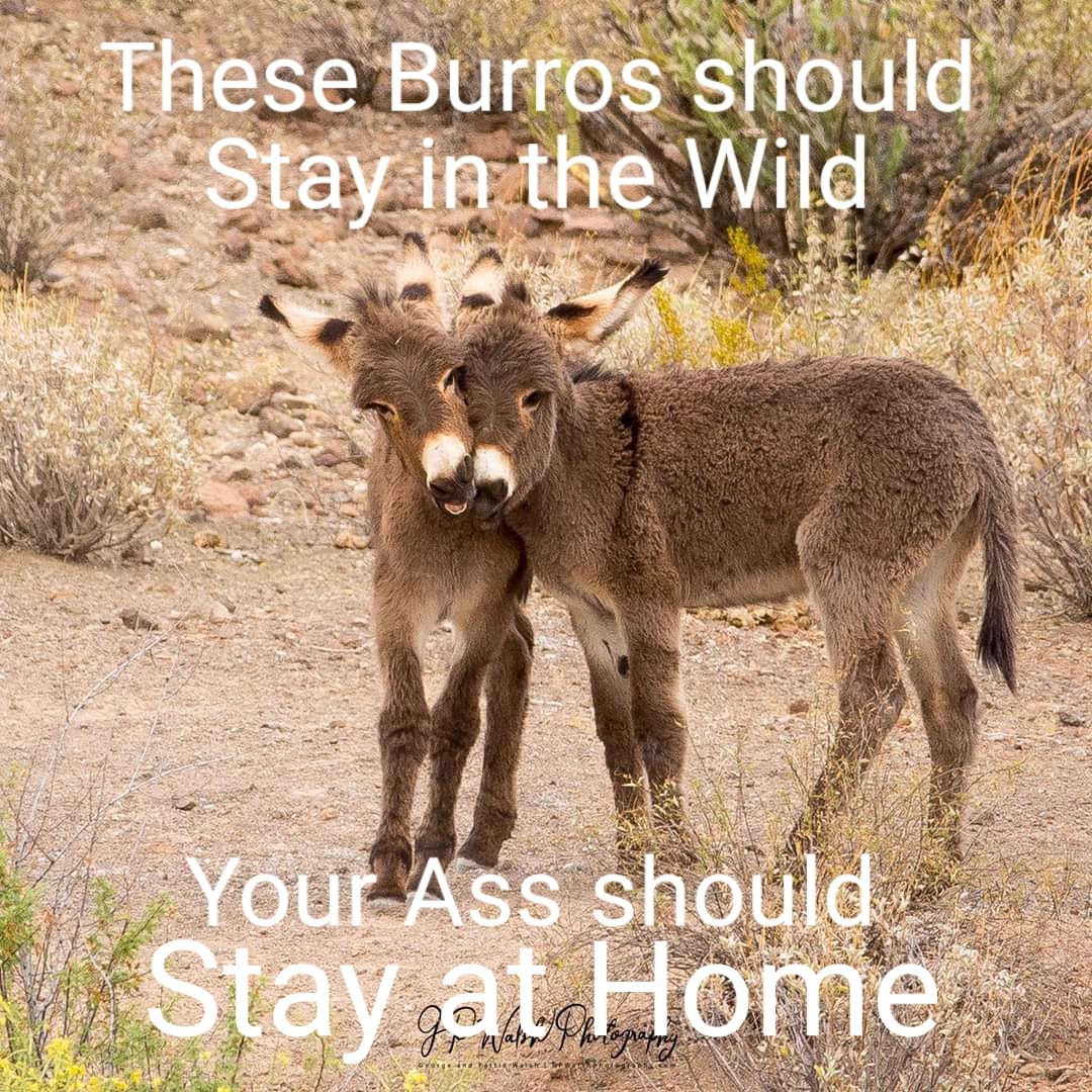Protect burros, protect yourself!