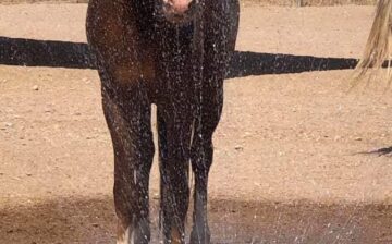 Rescue Spotlight: Felicity is the cutest!