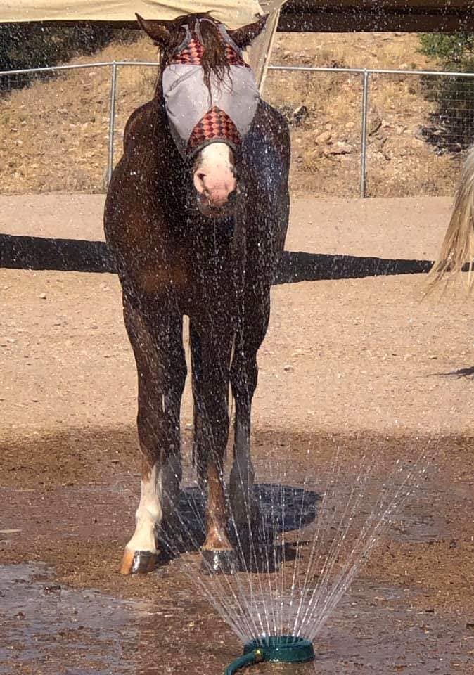 Rescue Spotlight: Felicity is the cutest!