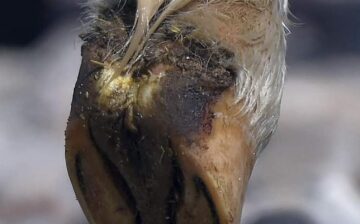 4 Salt River Wild Horses Suspect to Have VSV.
