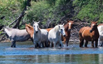 Join Salt River Wild Horses – Advocates on Facebook!