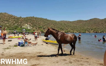 Wild horses of Butcher Jones Beach, now at the Salt River.