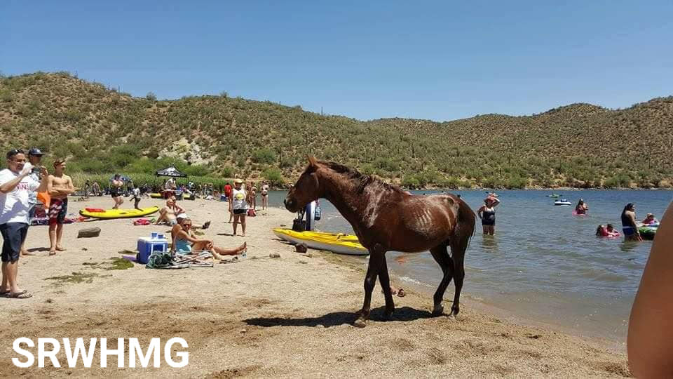 Wild horses of Butcher Jones Beach, now at the Salt River.