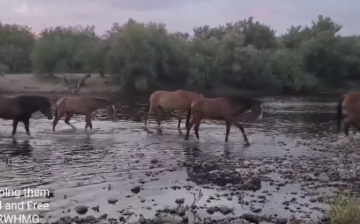 Keeping the Salt River Wild Horses Free 🐴